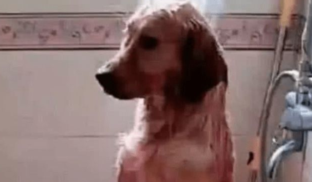 男友带金毛去洗澡，2小时不见出来，主人进去一看：成精了！