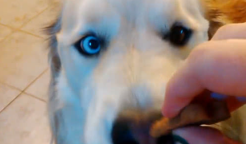 朋友家溜达看到的金毛,给它喂零食的时候,这只二哈化了个金毛妆