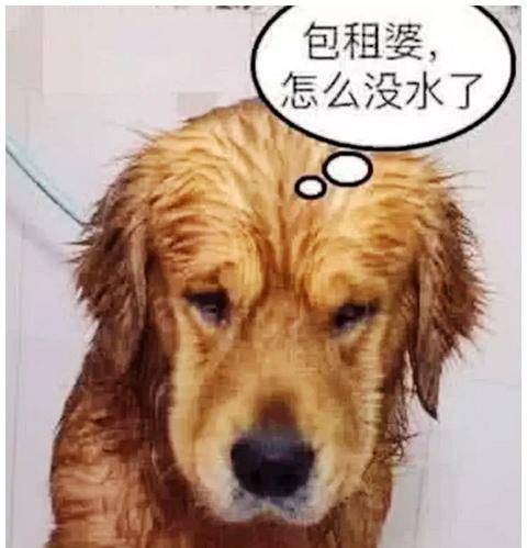 女子给金毛洗澡,结果它叼着淋浴自己洗,10分钟后一看,笑晕了