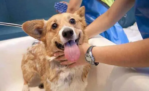 宠物狗沐浴露怎么选择?能用人的吗?