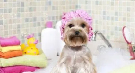 人和宠物不能共用沐浴露,主要是这4个方面