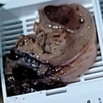 一例犬睾丸肿瘤的诊断与治疗