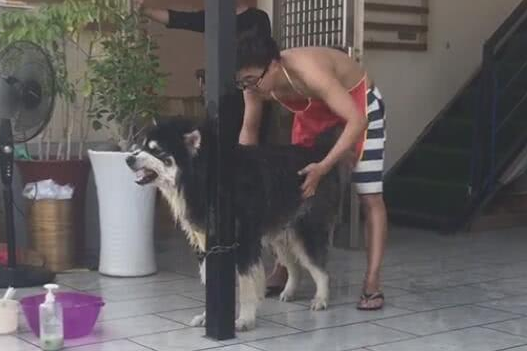 主人给狗狗洗澡被龇牙,只能干洗,重点部位还得用扫帚洗!