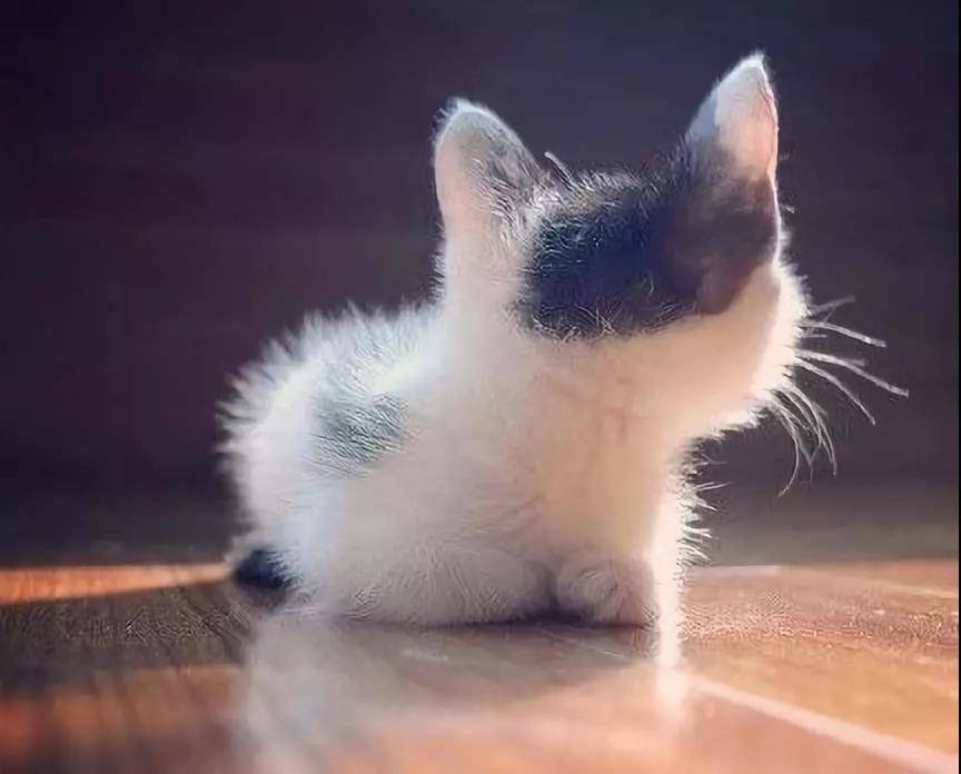 来几张小猫咪的背影杀图片,值的收藏哦