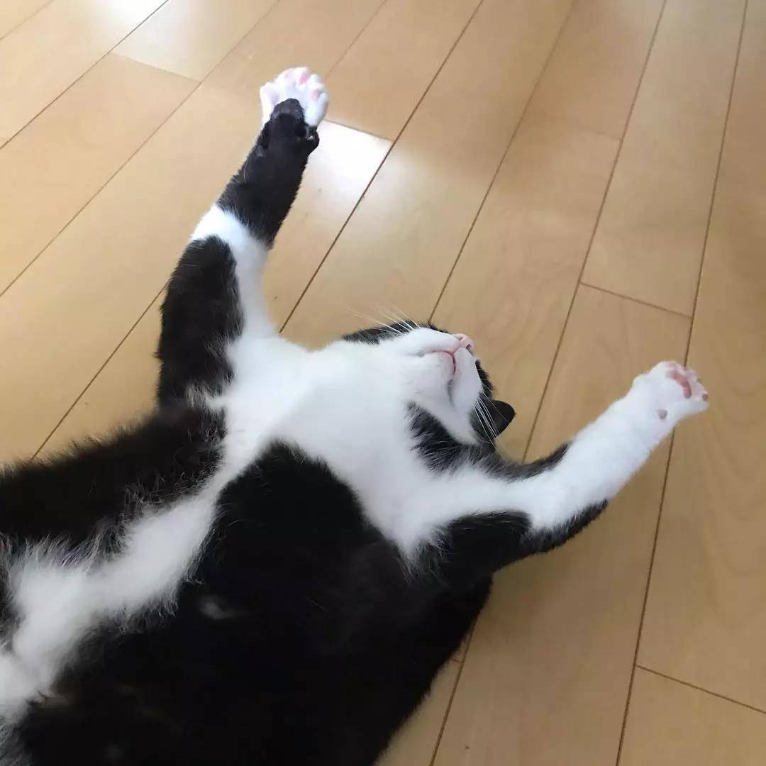 这只奶牛猫完美还原我春困的状态:基本上是一只废猫了