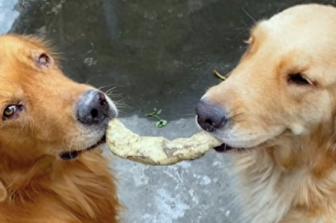 主人没平均分零食给狗,结果其中一只狗跑去上吊