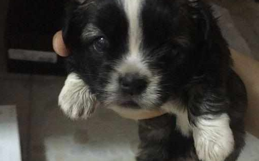 闺蜜带流浪狗去洗澡,听到老板的话她心都碎了,女孩因此捡了个漏