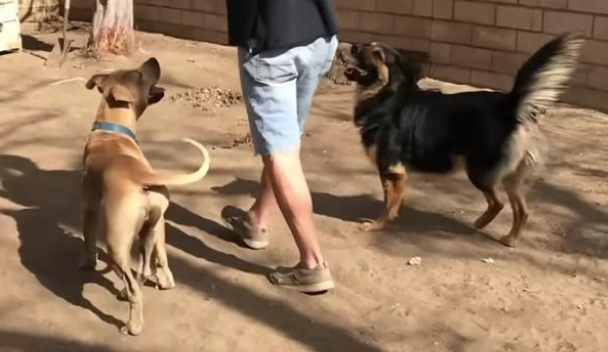 流浪狗不为零食诱惑,只能对它的朋友下手!没想到隔天见狗狗出现