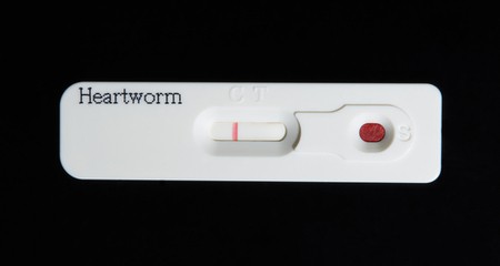 揭穿狗狗心丝虫病的 10 大误区