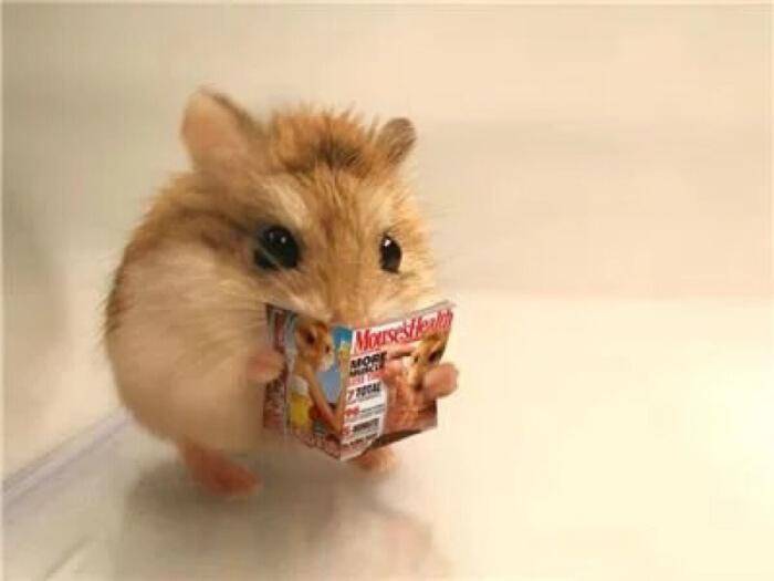 仓鼠感冒了怎么办