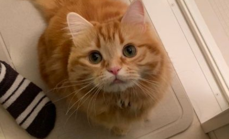 黏人猫咪想陪马麻洗澡 脸都挤歪了也要进浴室