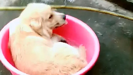 金毛卧躺在洗澡桶里,遭受了主人不法看待,确是一脸欢呼雀跃