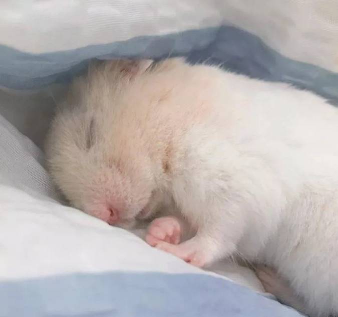 熟睡中的小仓鼠,睡得好香呀~