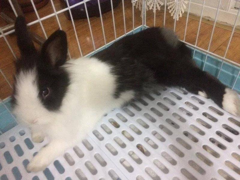 虽然不是什么名贵的纯种、但我依然爱他