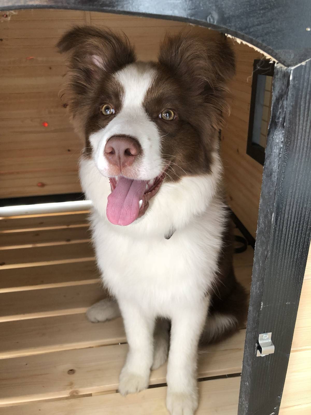 (边境牧羊犬表情包)新的狗屋好漂亮,但是娜娜不喜欢被关起来,还是爱睡客厅正中间