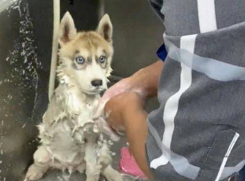 二哈去宠物店洗澡时,却一直盯住工作员:你这是啥目光啊?