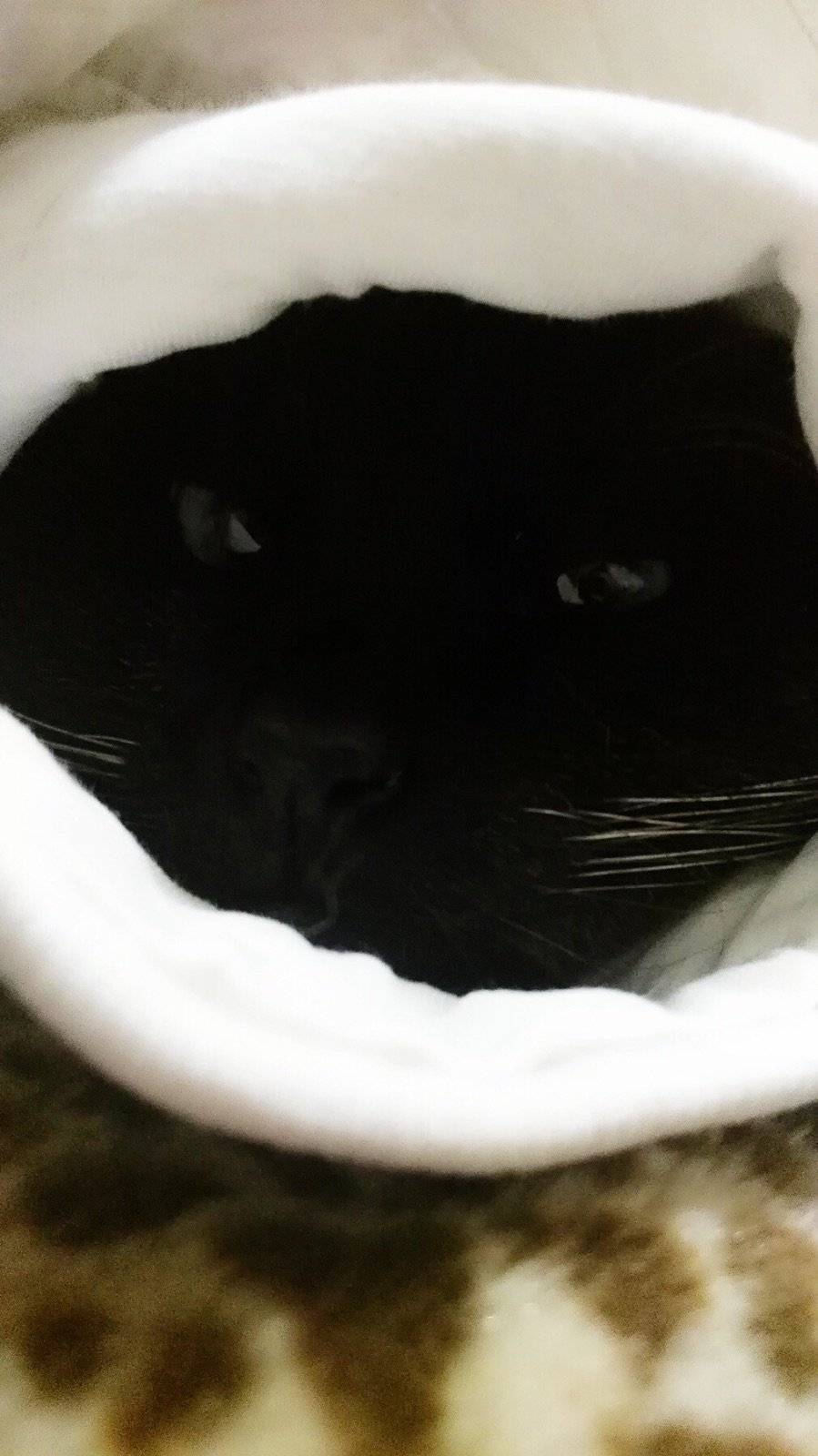 五年入梦去,终成曲中人