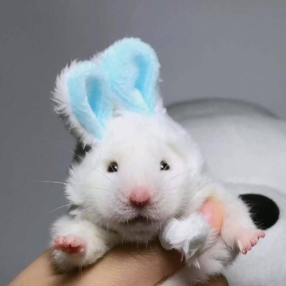 主人主人，你是不是更喜欢兔叽啊