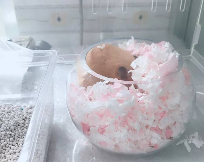 金丝熊站起来还蛮高的嘛~