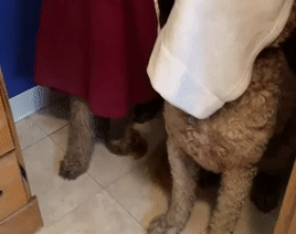 为了不洗澡，俩狗子就偷偷躲了起来