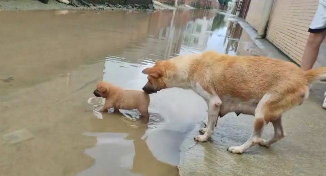 狗妈妈不让小狗玩水,咬住小狗后腿拖回家