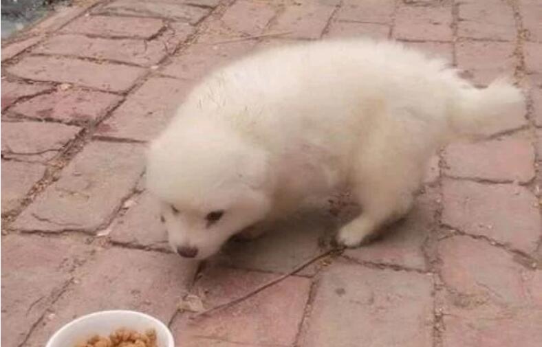 女孩好心捡了只流浪狗,带它去宠物店洗澡时,老板让她去买彩票