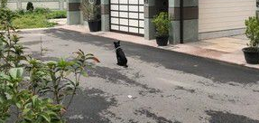 准备洗澡爱犬突然吼叫 浴室玻璃爆裂救主人一命