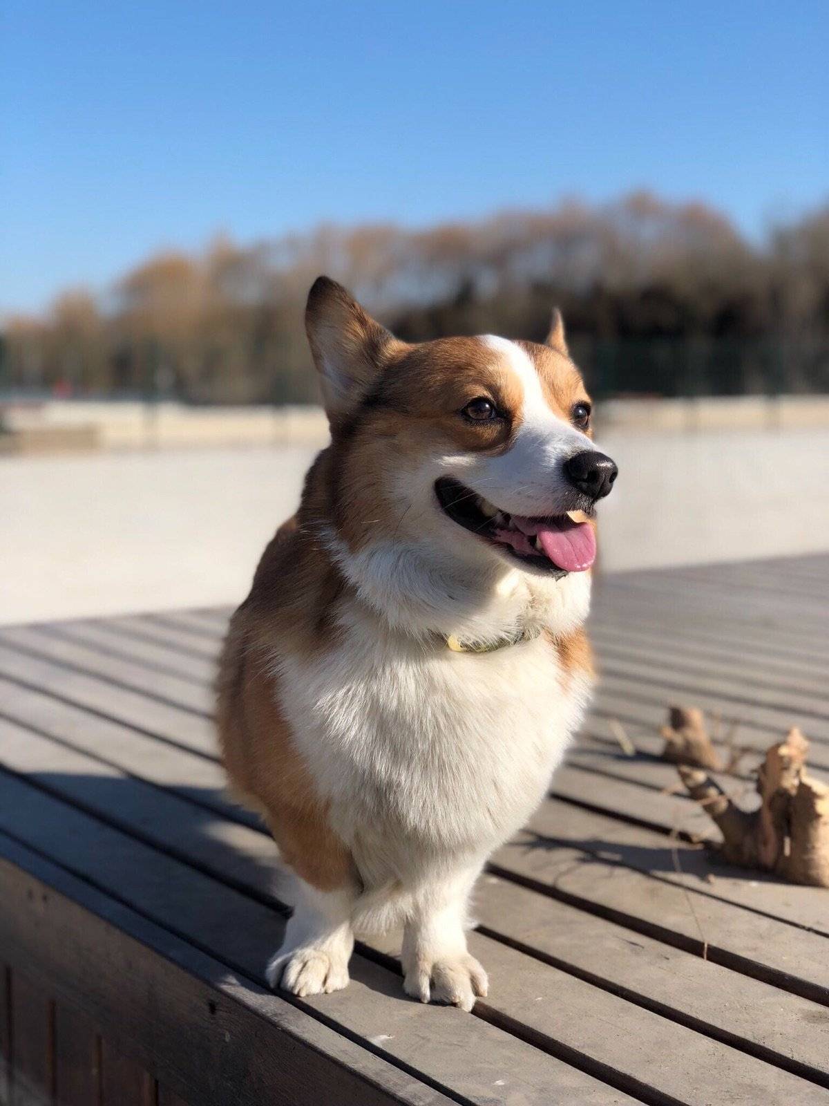 晴朗天气下的短途旅行~这个公园还不错~心情美美哒~