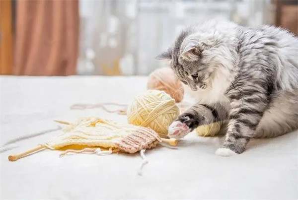 猫咪掉毛严重要怎么解决?