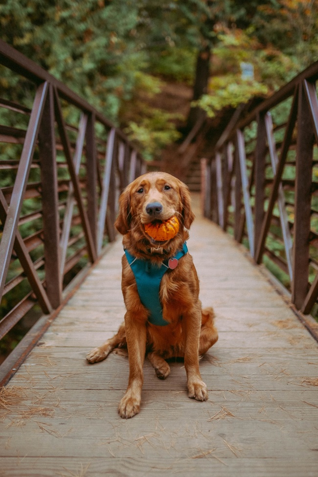 户外可爱金毛犬图片