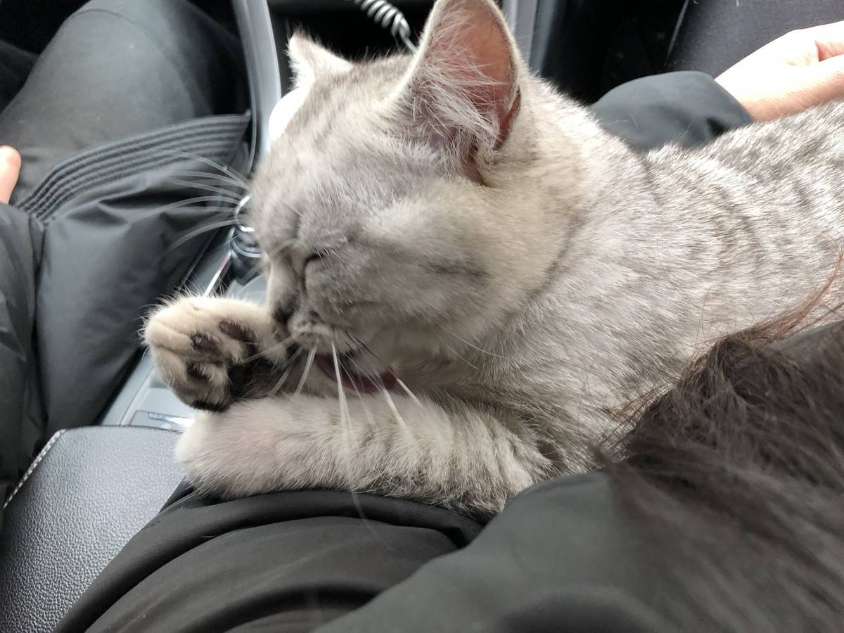 英国短毛猫饿到吃手手