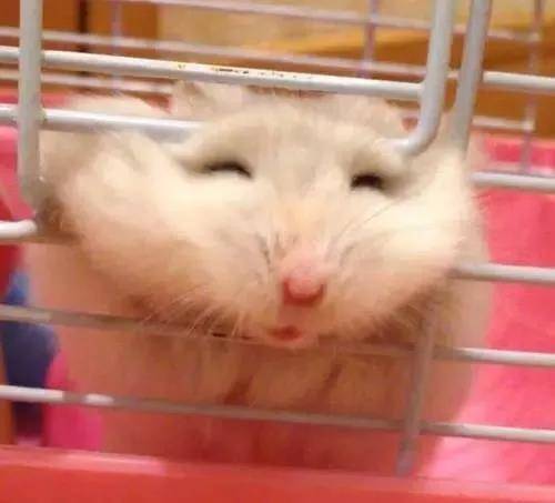 仓鼠逃脱记！ 逃跑失败的表情未免也太可爱了吧