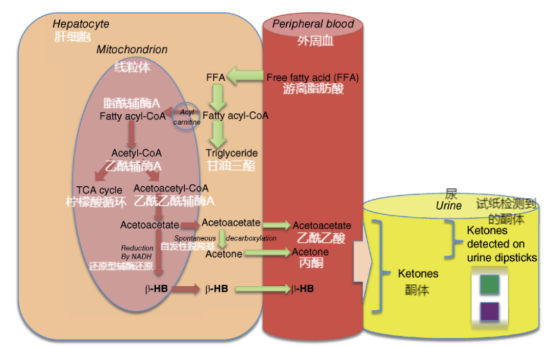 11 岁公犬的糖尿病酮症酸中毒病例分析