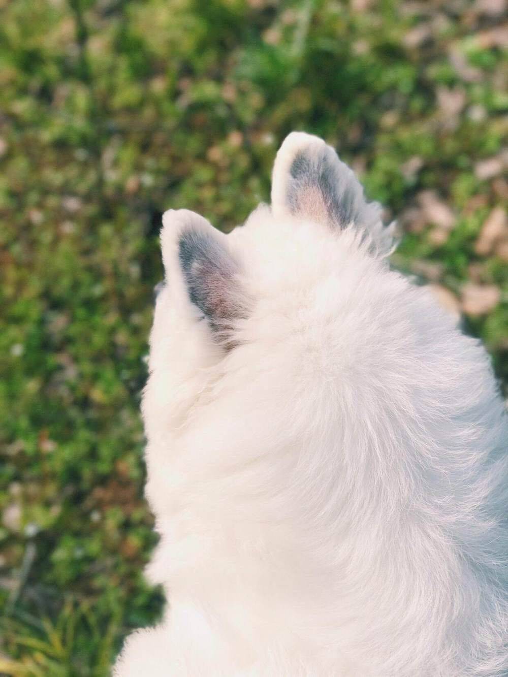 萨摩耶,美不美看图 你们的小可爱来了