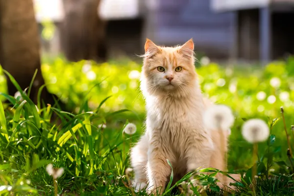 猫咪过敏症状与治疗：了解猫的过敏反应