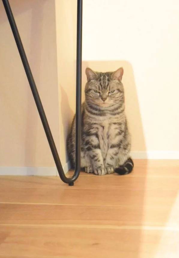 铲屎官天天被家里猫大爷用眼神质问：为什么上厕所不用猫砂？！