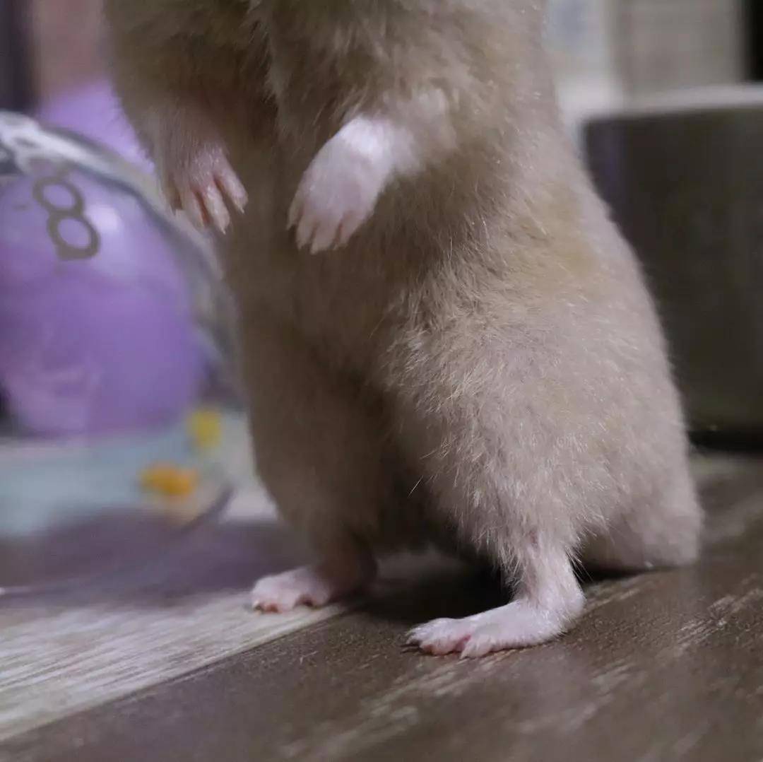 小仓鼠以为主人不在偷吃甜点，主人：就等你了！