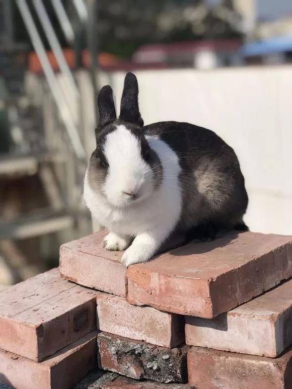 好可爱哦 萌萌哒,正好来场龟兔赛跑