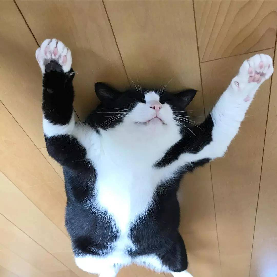 这只奶牛猫完美还原我春困的状态:基本上是一只废猫了