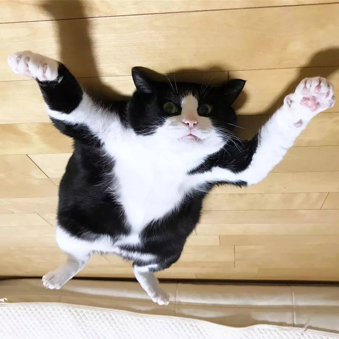 这只奶牛猫完美还原我春困的状态:基本上是一只废猫了