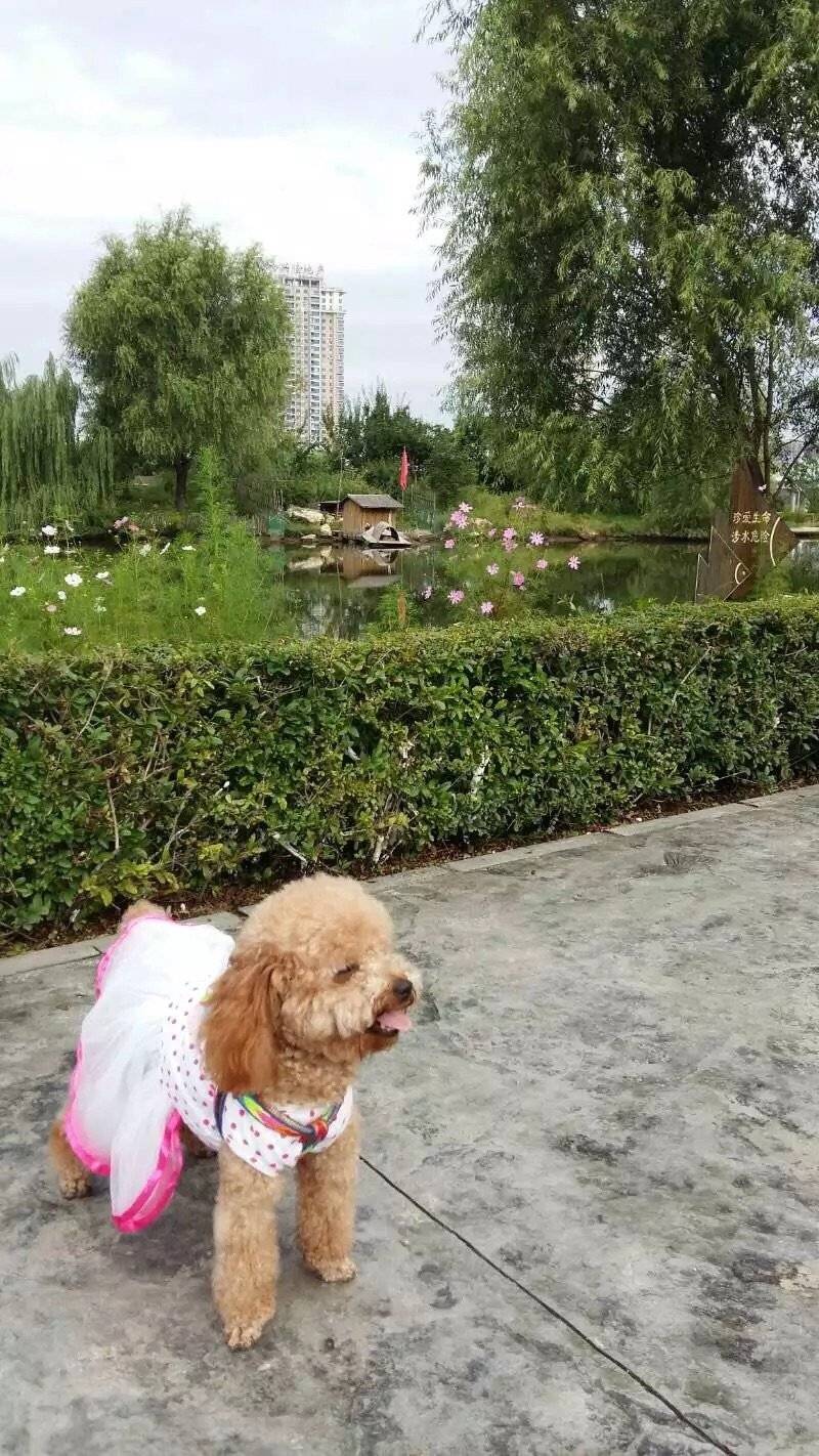艾米两岁时从西安飞长春做了一次长途旅行... 在吉林姥姥家几个月的时间里每天都开心的出去嗨,玩的累了,到家吃了倒头就睡。