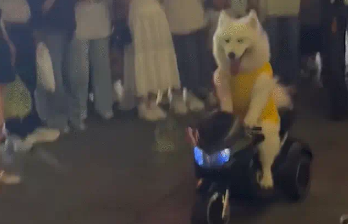 萨摩耶骑电动玩具车被围观。网友:难怪教练说自动挡狗都会开