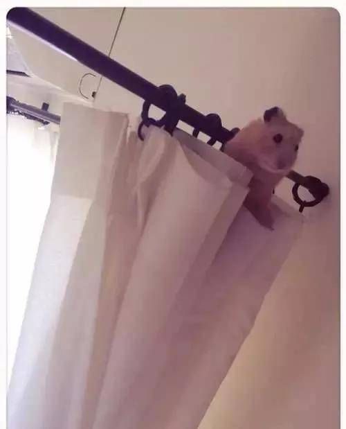 仓鼠逃脱记！ 逃跑失败的表情未免也太可爱了吧