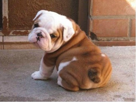 狗狗为什么会蹭屁股?原因有三千万别忽视