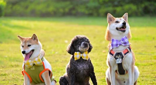 放大“陪伴”价值,宠物经济如何激发全链条创新