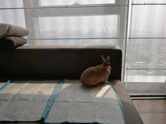 兔子会啃尿布,然后尿在沙发上弄得一塌糊涂。。。还是要看每个兔兔脾气的,我家小祖宗只能外带包,加抱在怀里