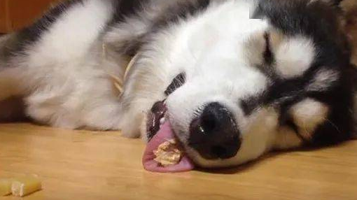 哈士奇在地板上睡的正香，主人拿零食往旁边一放，结果二哈这反应