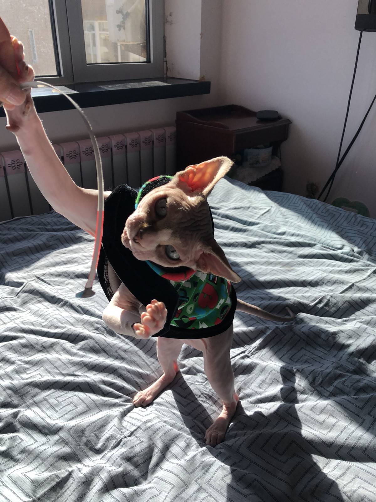 无毛猫,逗你玩儿……