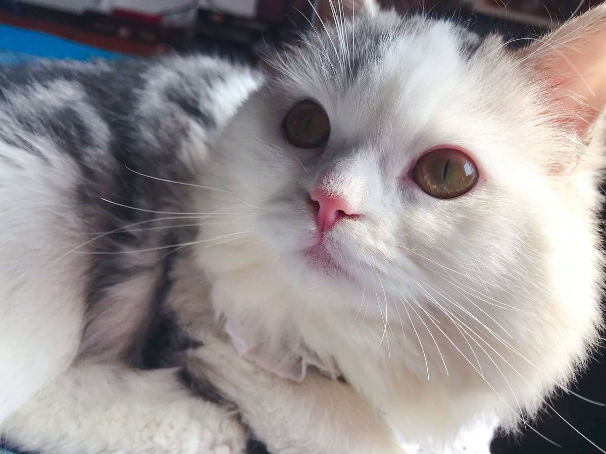 突然发现我们家猫跟微博网红馒头长的像呢,我们美牙黑眼线怎么没画上呢,太素颜啦