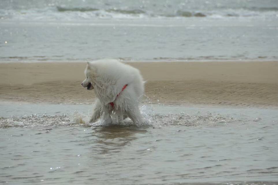 萨摩耶水中的千姿百态